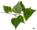 SpeciesSub: subsp. mandshurica